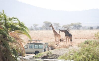 Everything You Wanted to Know About Going on Safari (but were afraid to ask)