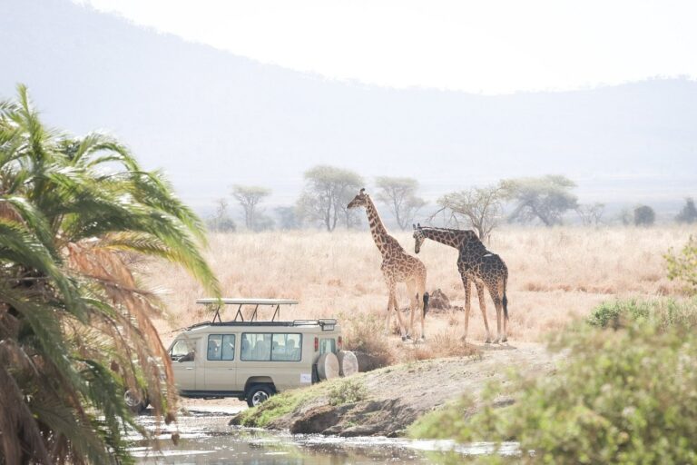 Four Days Group Safari