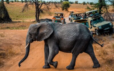 The African continent is full of wonders