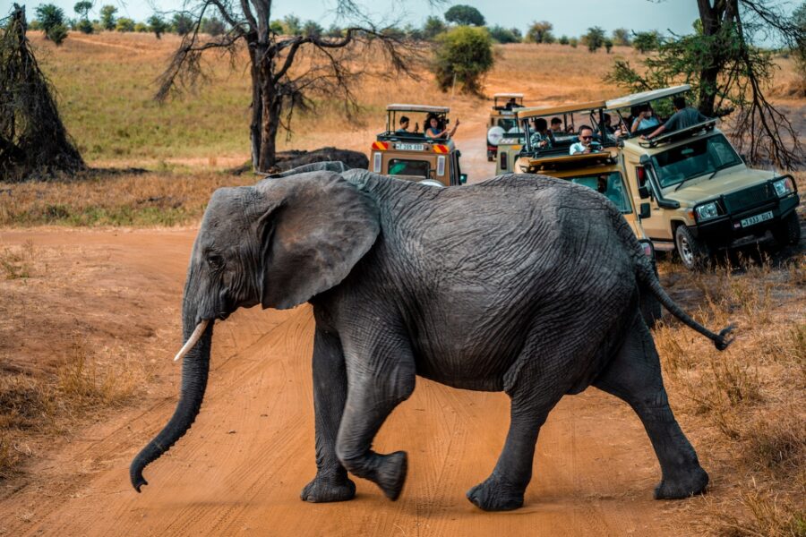 Arusha National Park Day Trip: Explore diverse wildlife, stunning landscapes, and unique scenery on this unforgettable adventure in Arusha National Park.