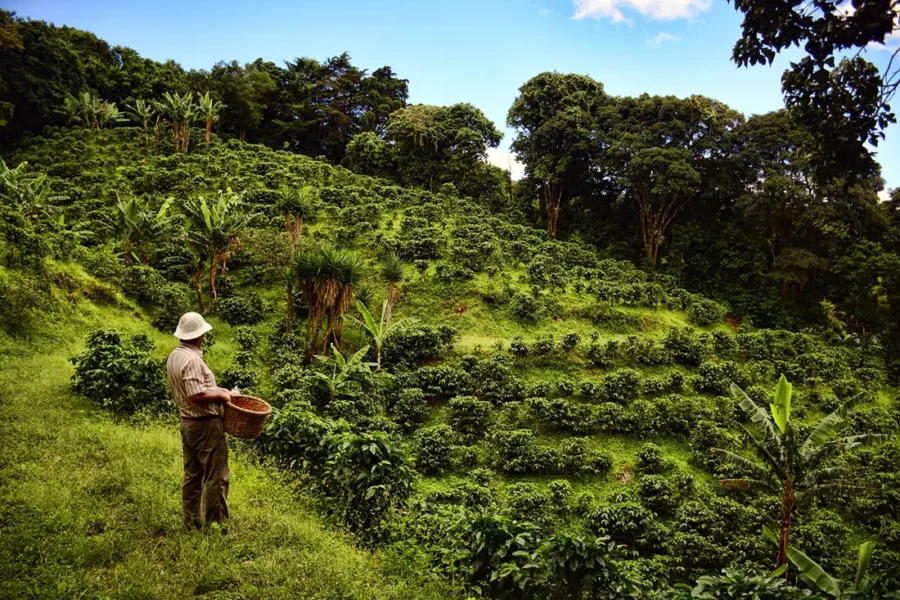 Arusha Coffee Tour: Immerse yourself in the world of coffee with a fascinating journey through lush plantations and local traditions.