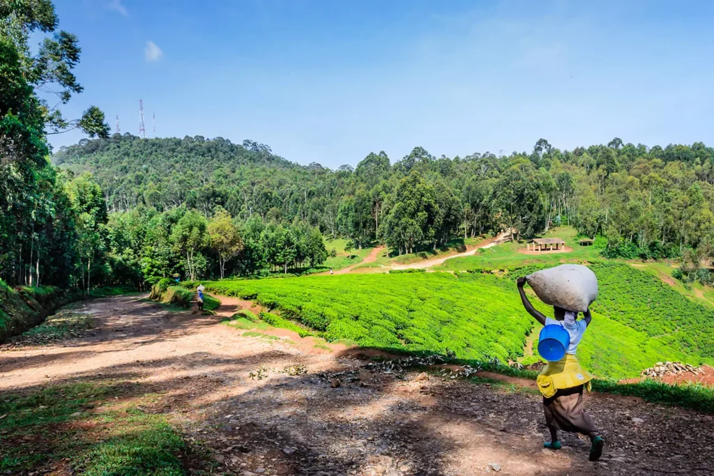 Materuni Waterfalls & Coffee Tour