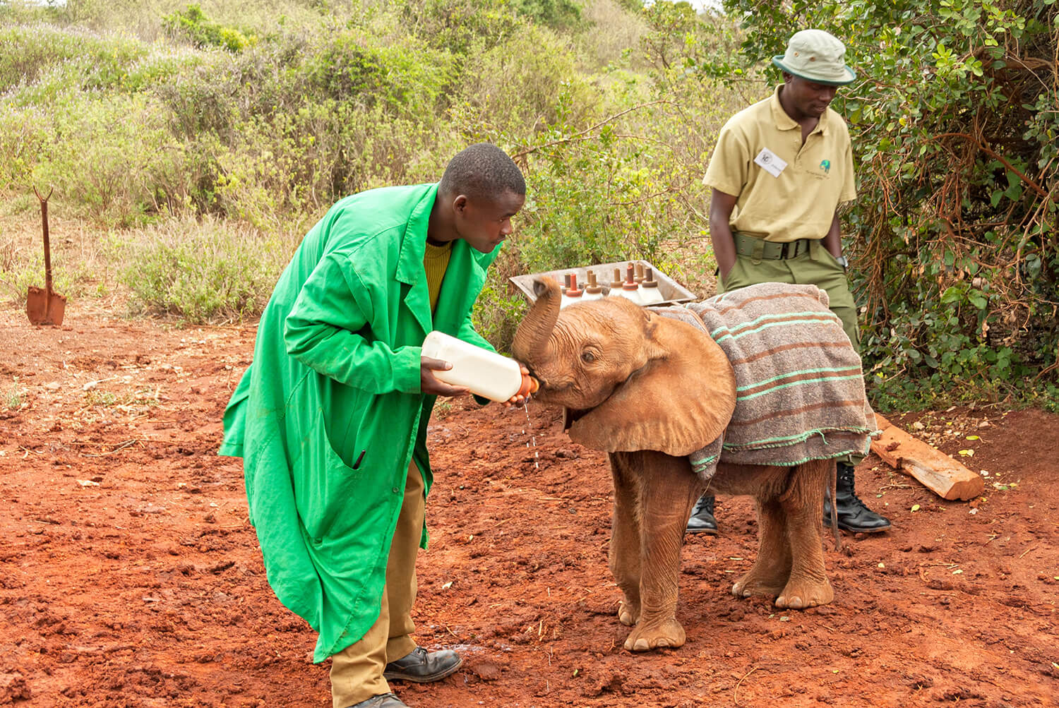Feeding elephant Nairobi