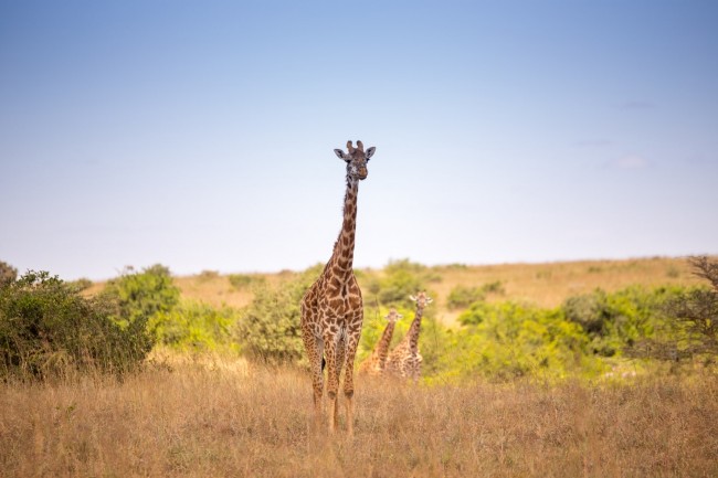 shutterstock_1182162415_1